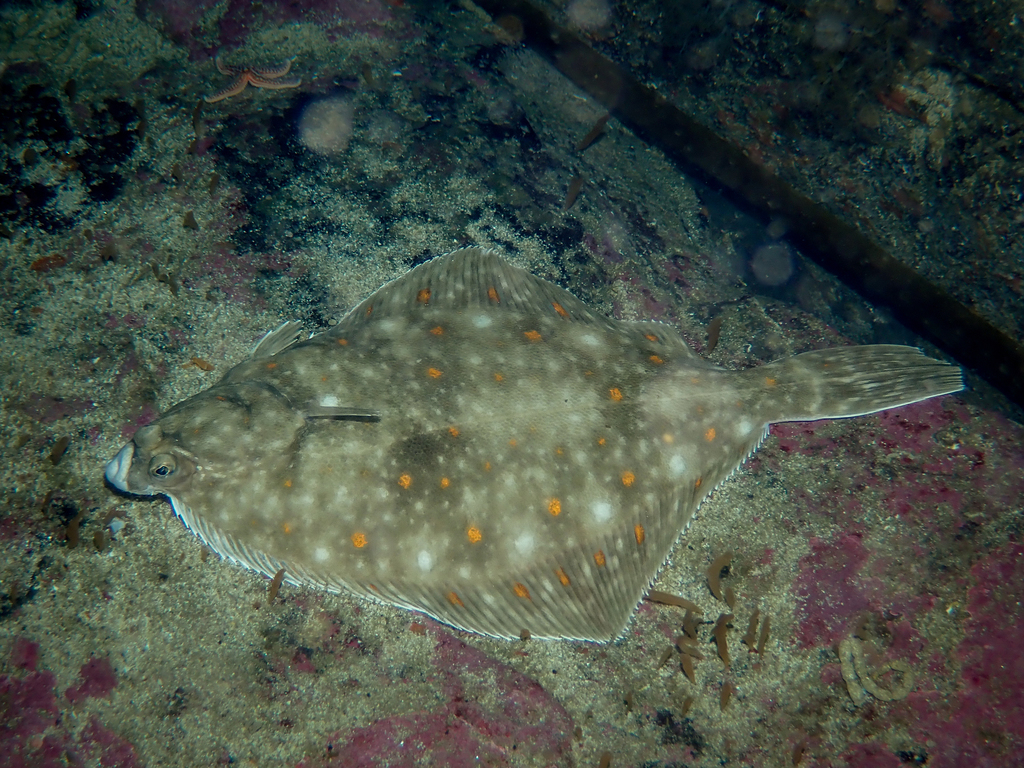 European Plaice
