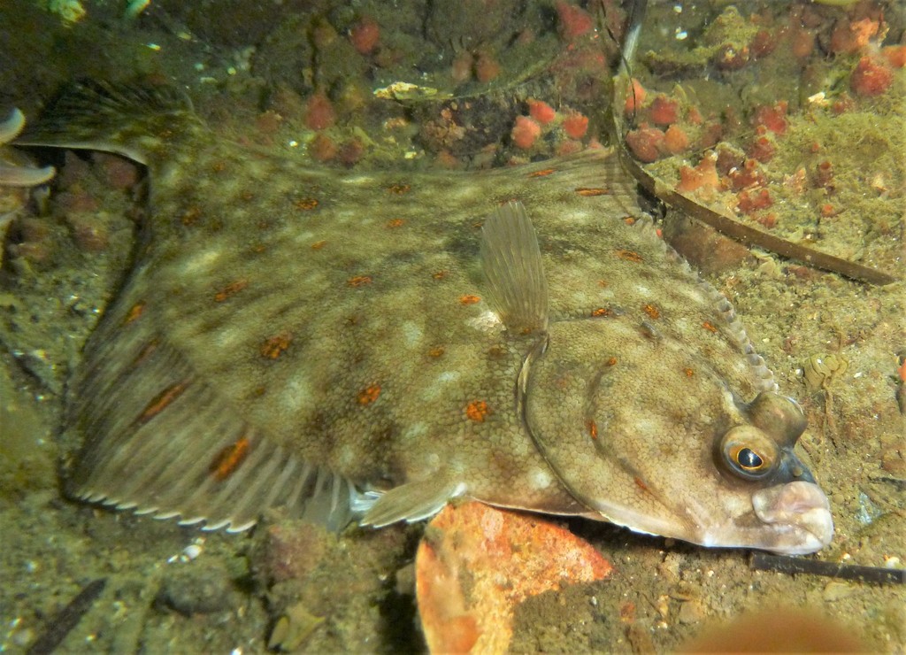 European Plaice