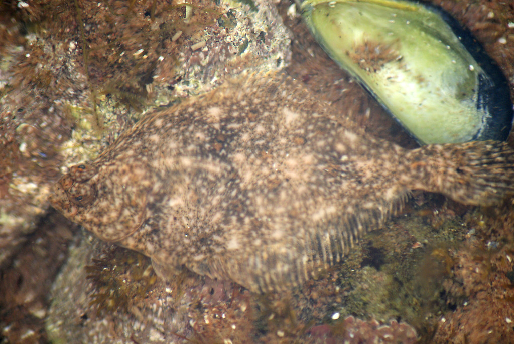 European Plaice
