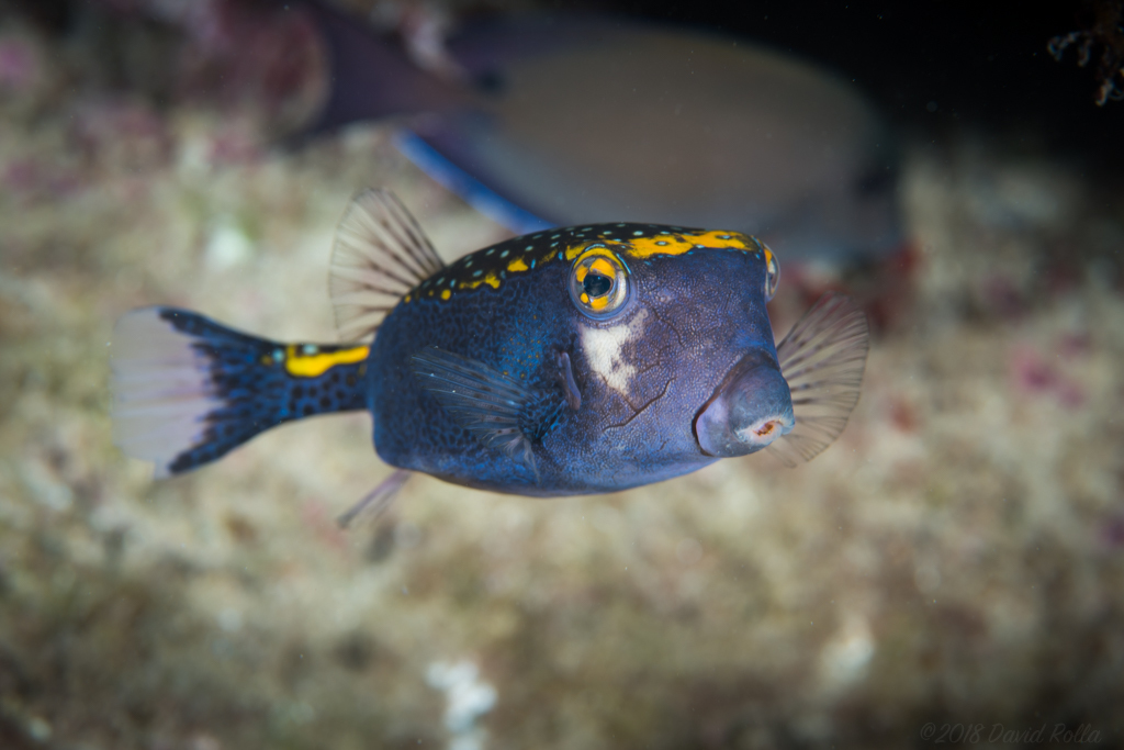 Spotted Boxfish