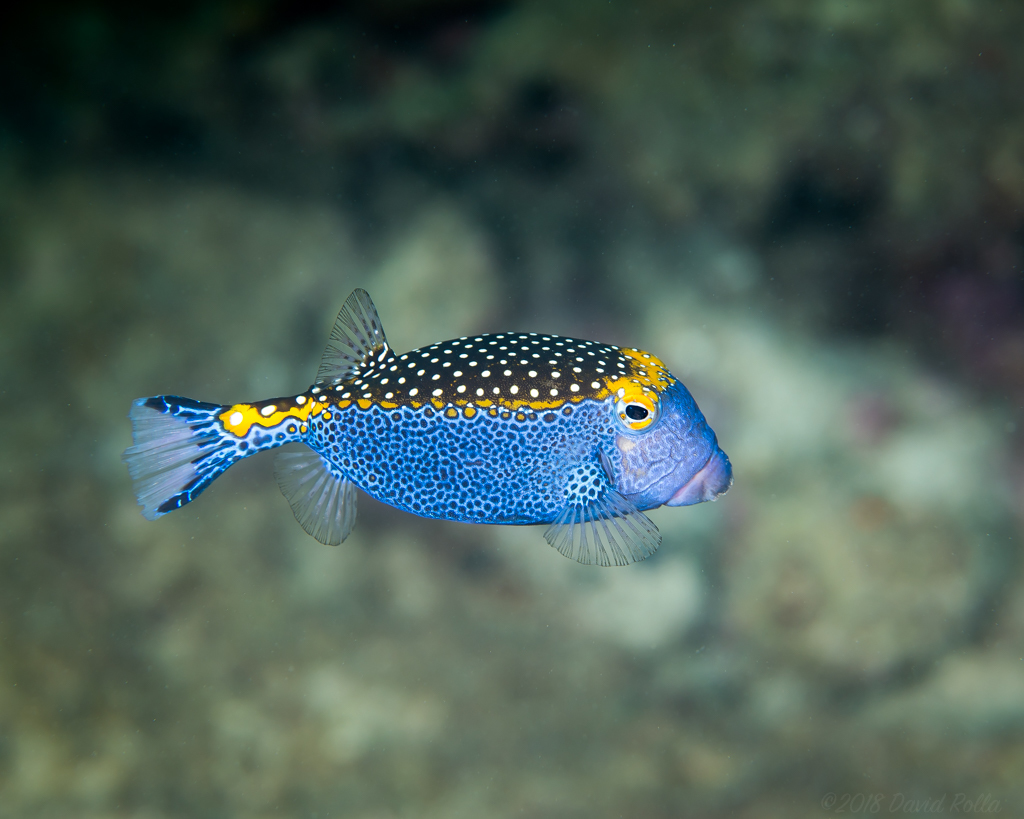 Spotted Boxfish