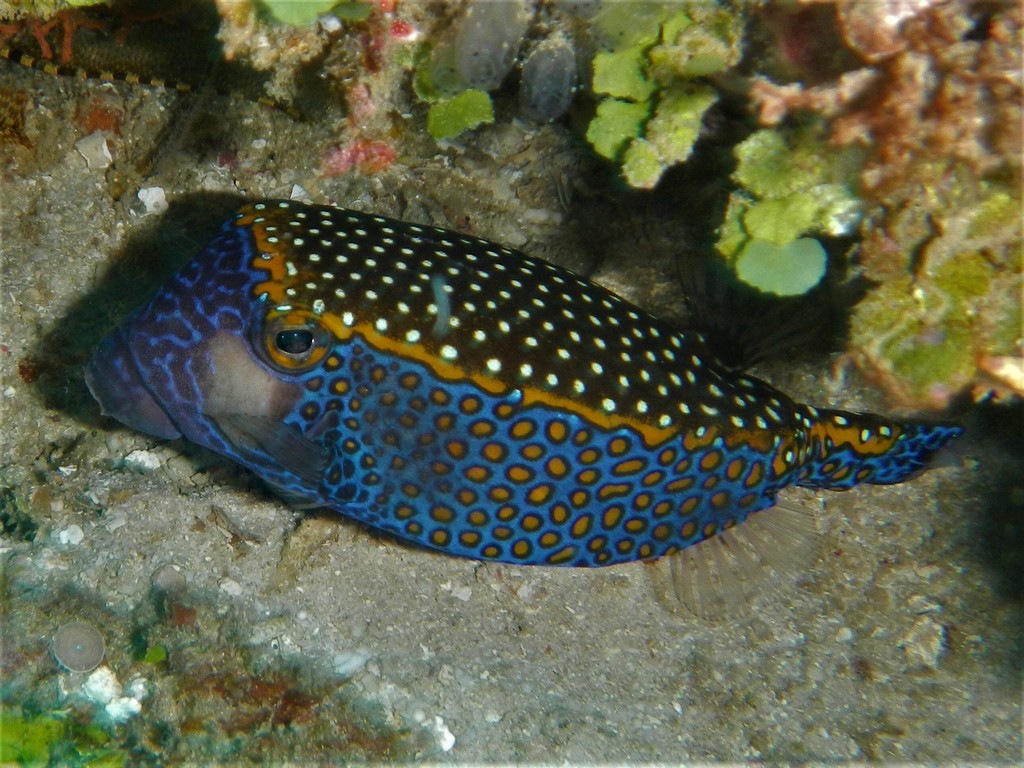 Spotted Boxfish