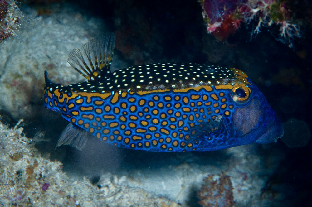 Spotted Boxfish