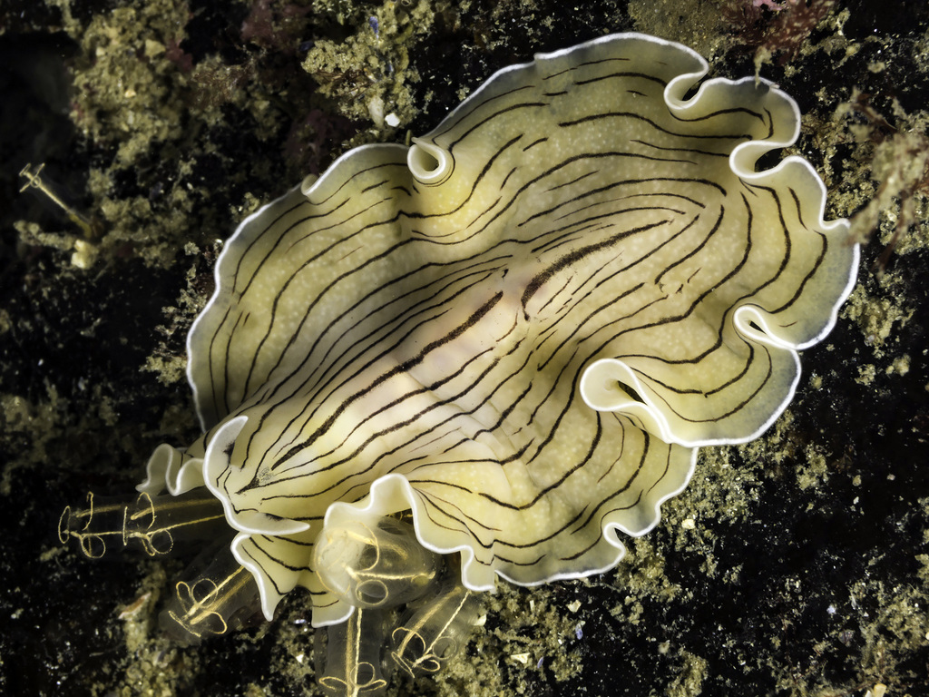 Candy Stripe Flatworm
