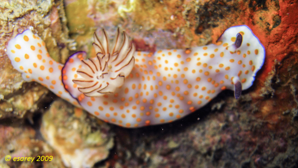 Beautiful Hypseldoris