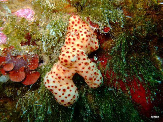 Mediterranean Sea Finger