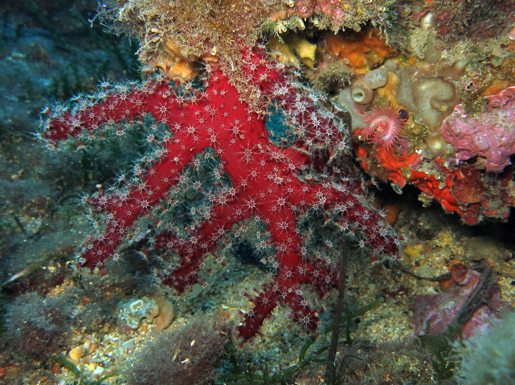 Mediterranean Sea Finger