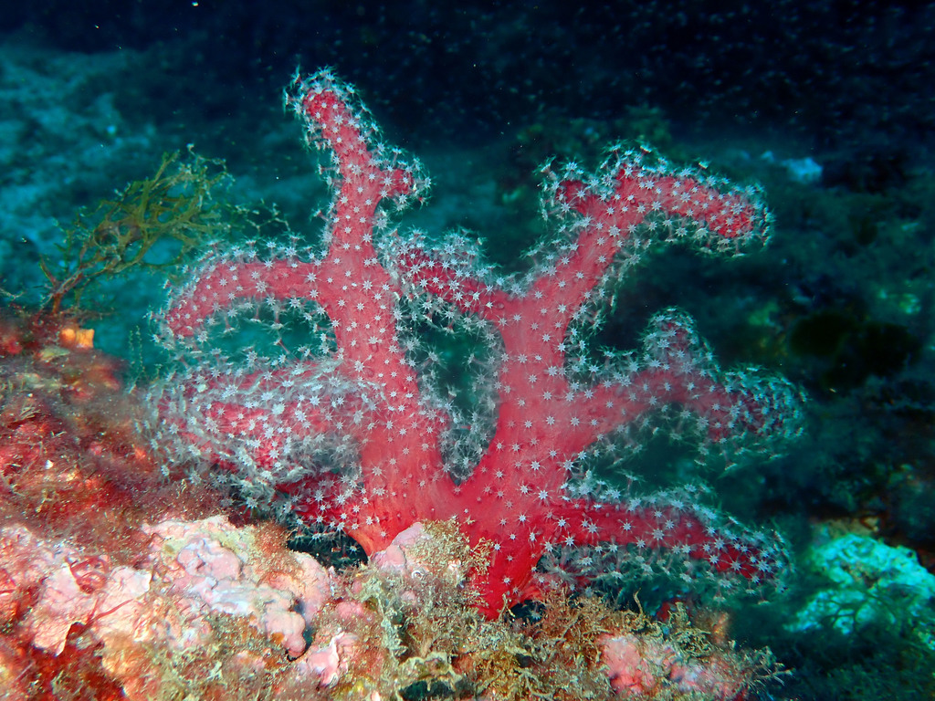 Mediterranean Sea Finger