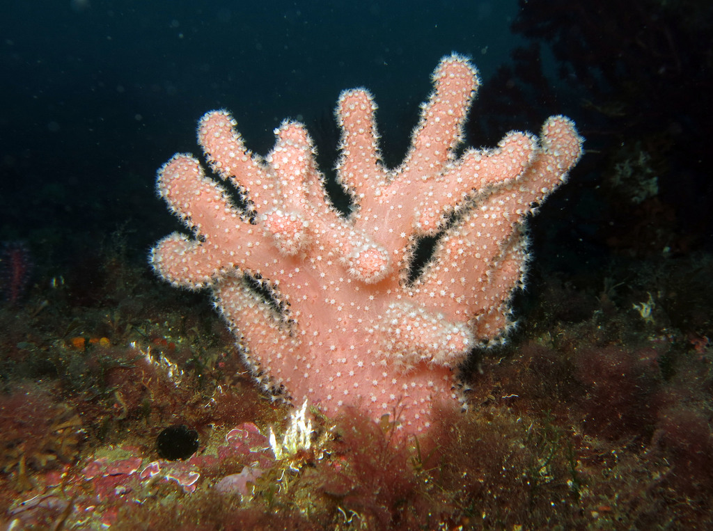 Mediterranean Sea Finger