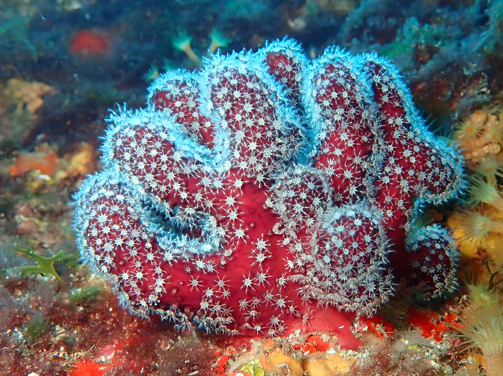 Mediterranean Sea Finger