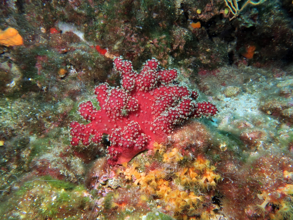 Mediterranean Sea Finger