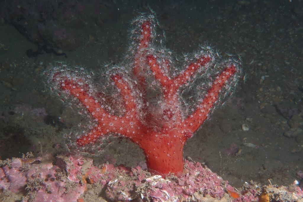 Mediterranean Sea Finger