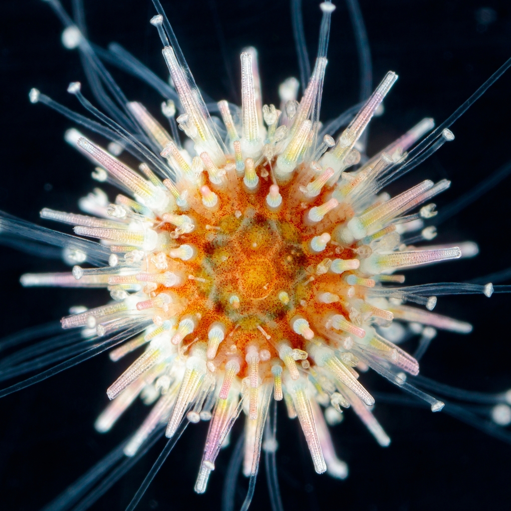 Atlantic Purple Sea Urchin