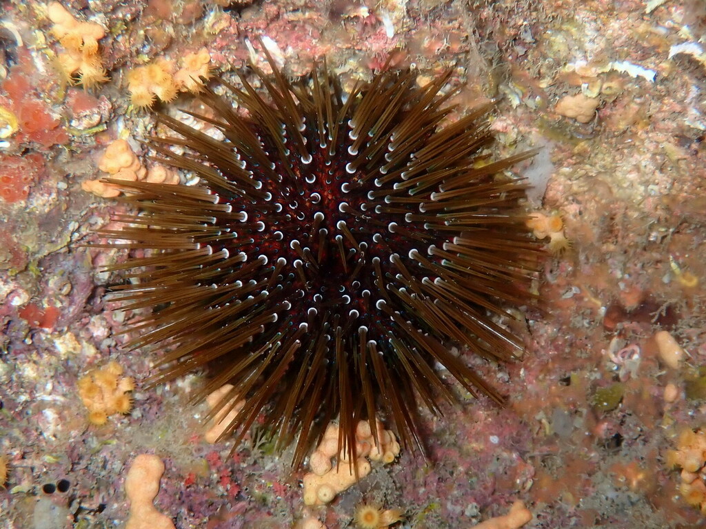 Atlantic Purple Sea Urchin
