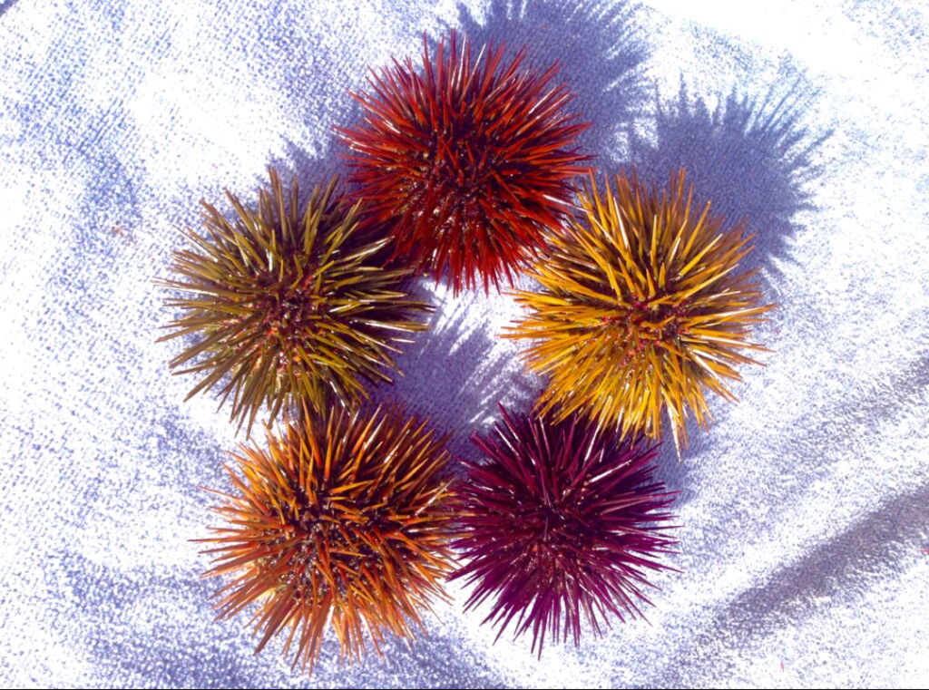 Atlantic Purple Sea Urchin
