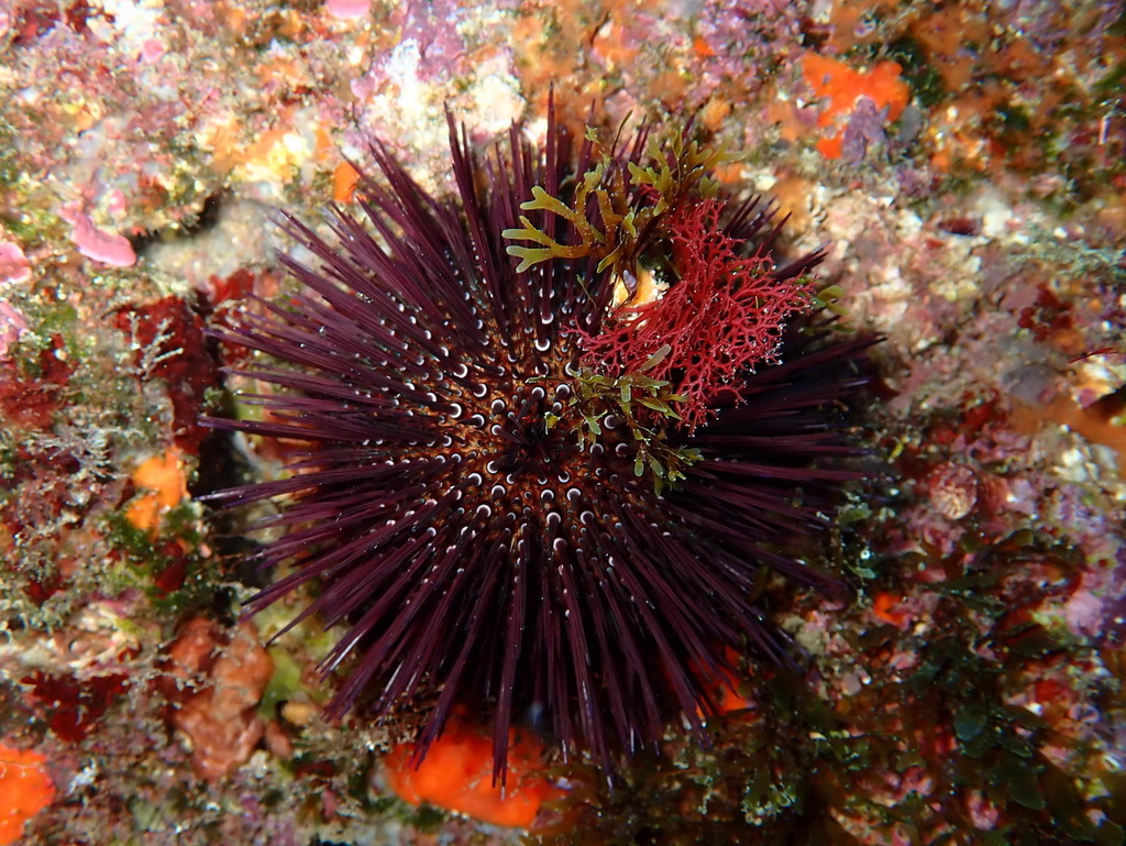 Atlantic Purple Sea Urchin