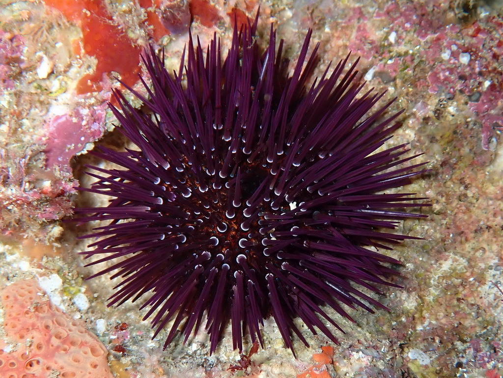 Atlantic Purple Sea Urchin
