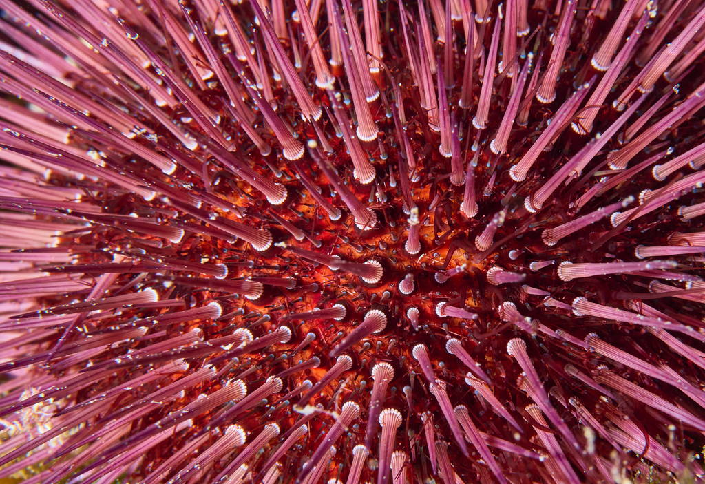 Atlantic Purple Sea Urchin