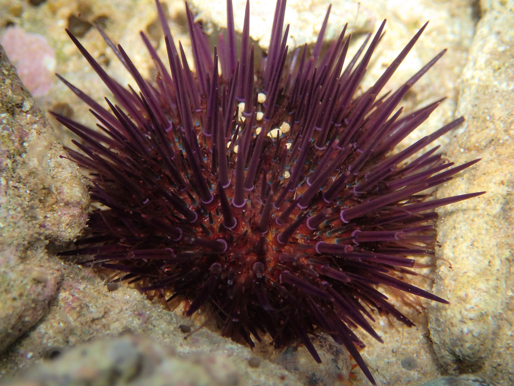 Atlantic Purple Sea Urchin