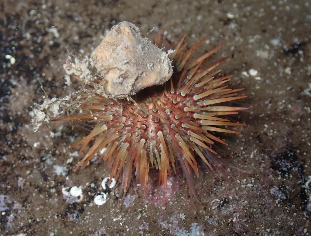 Atlantic Purple Sea Urchin