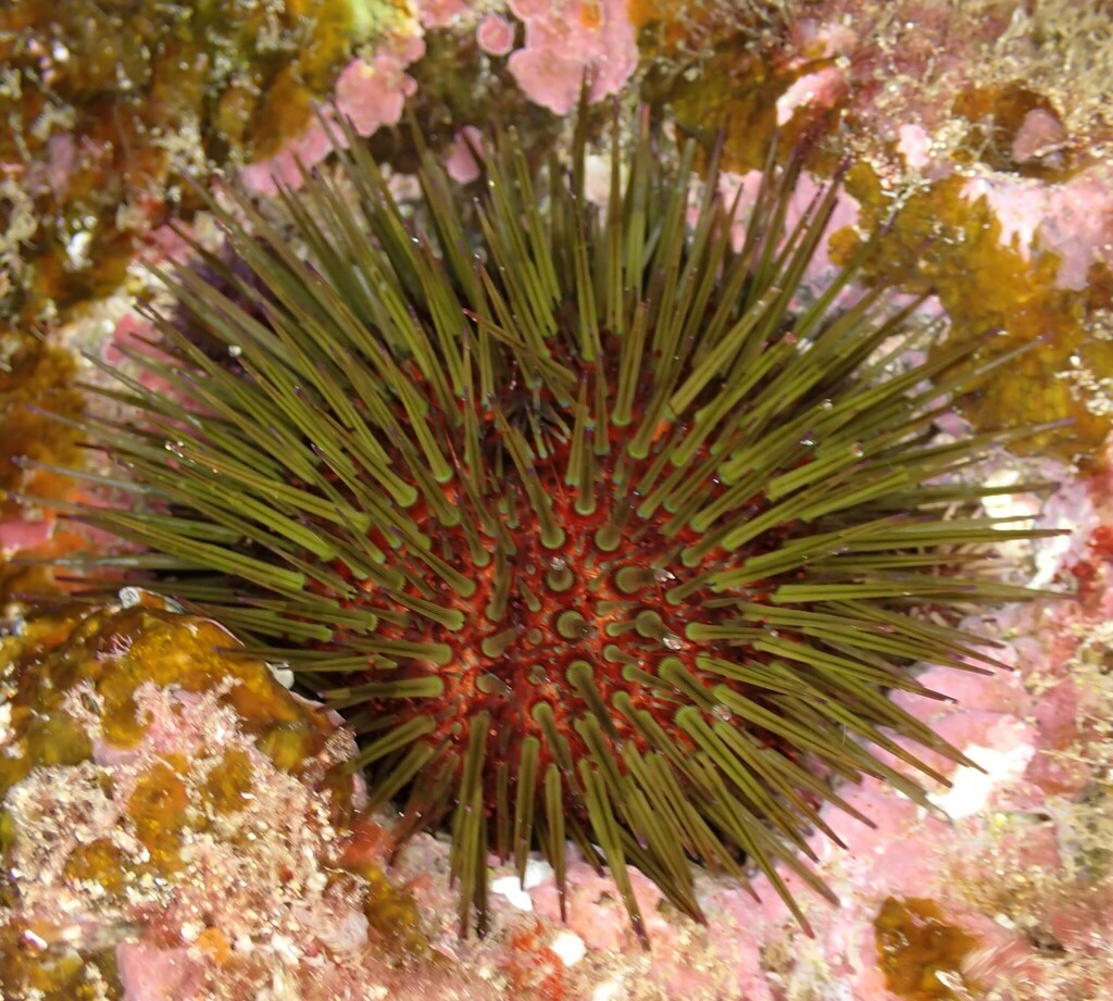 Atlantic Purple Sea Urchin