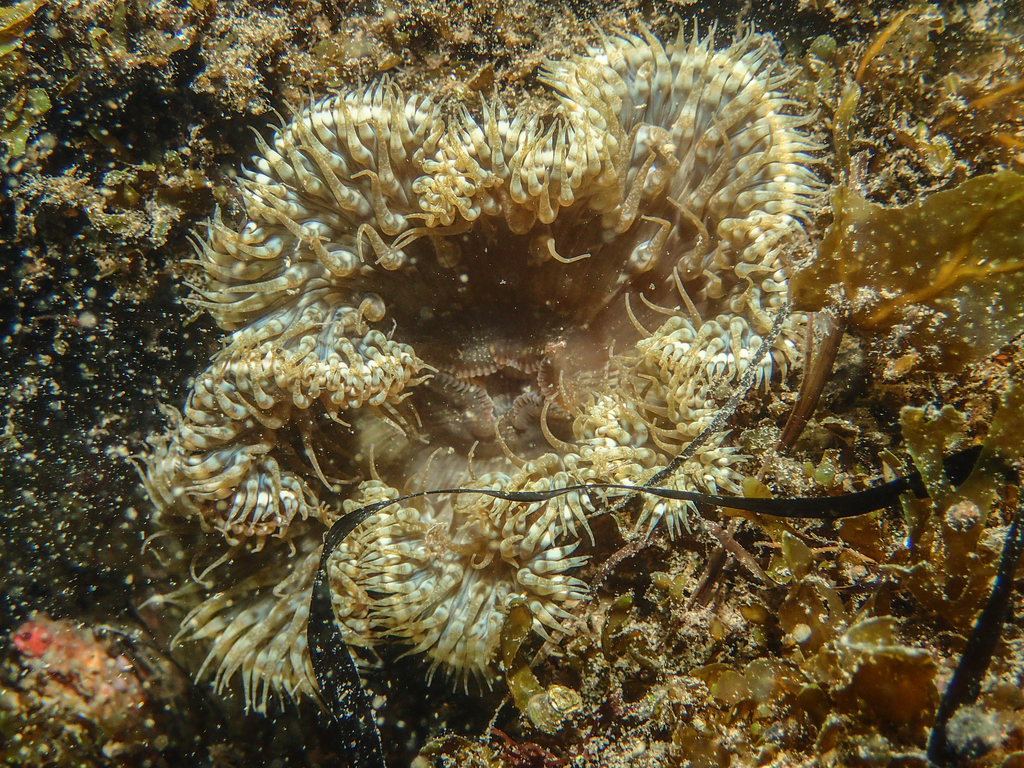 Daisy Anemone