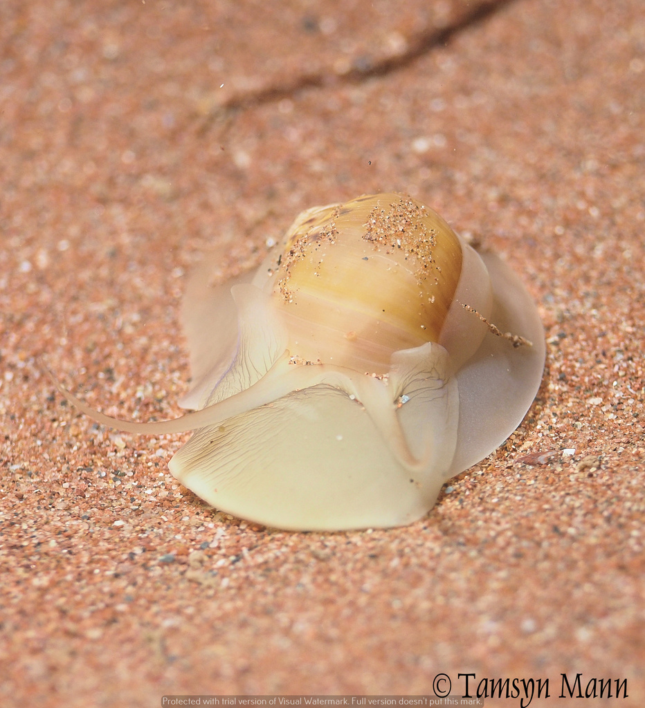 Large Necklace Shell