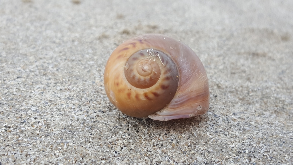 Large Necklace Shell