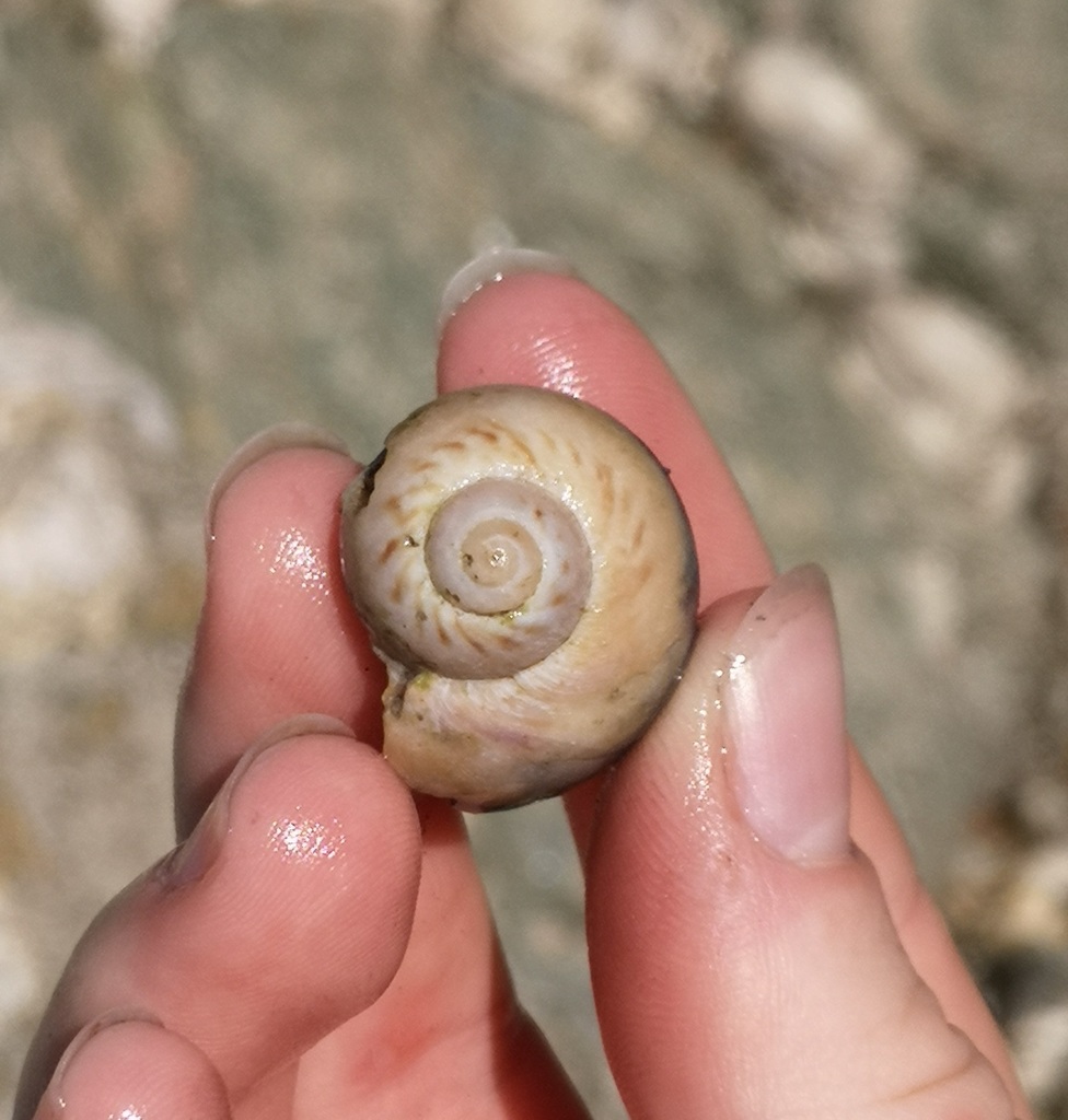Large Necklace Shell