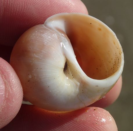 Large Necklace Shell