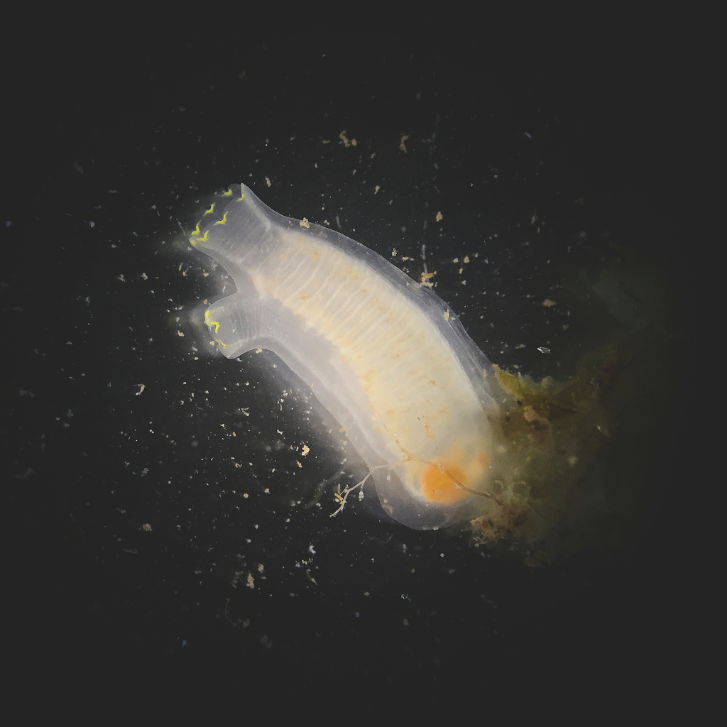 Sea Vase