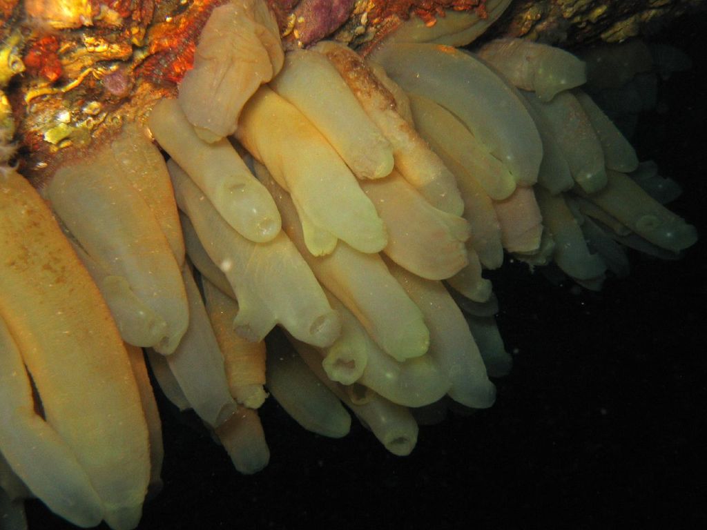 Cione intestinale