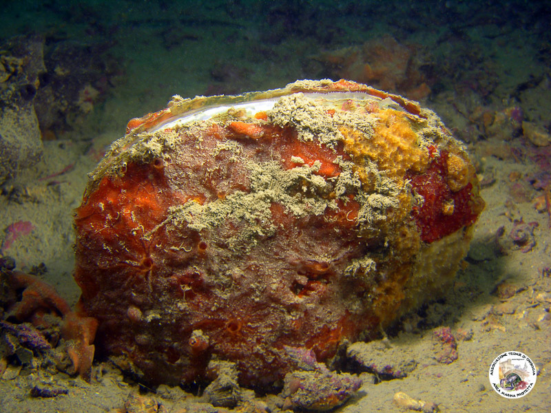 Fan Mussel