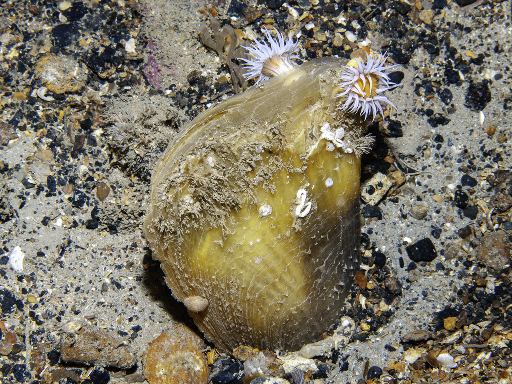Fan Mussel