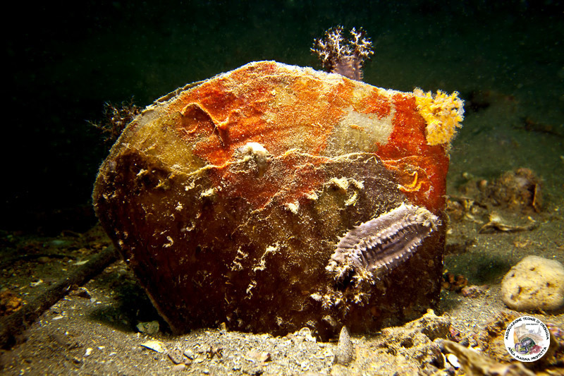 Fan Mussel