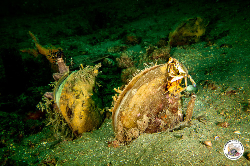 Fan Mussel