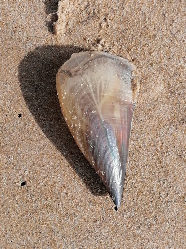 Fan Mussel
