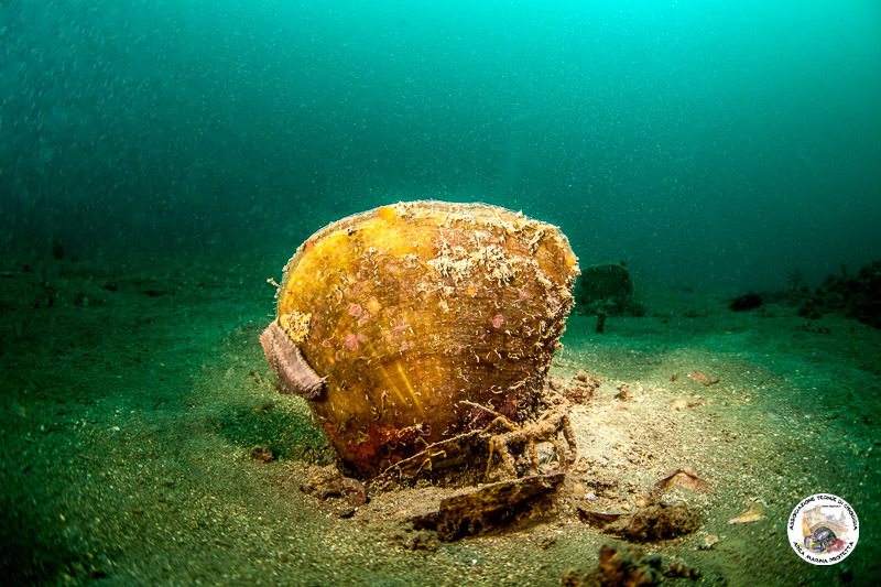 Fan Mussel
