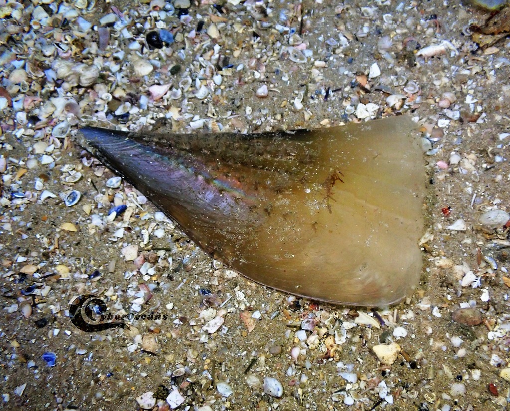 Fan Mussel