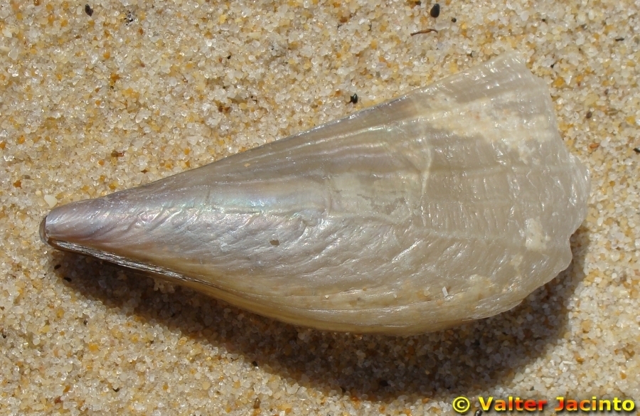 Fan Mussel