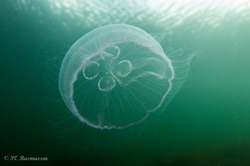 Common Moon Jelly