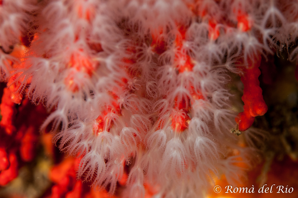 Corail rouge de Méditerranée