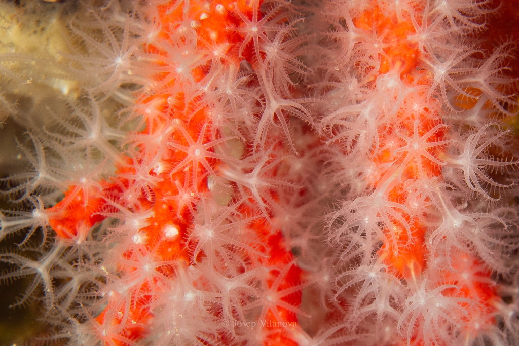 Corail rouge de Méditerranée