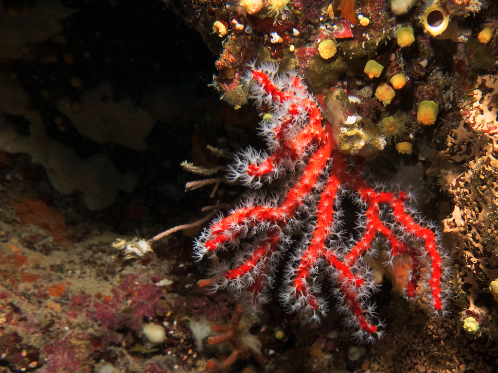 Corail rouge de Méditerranée