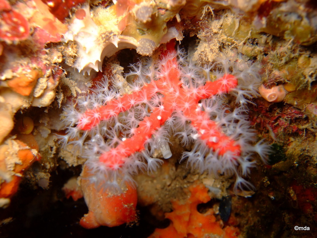 Corail rouge de Méditerranée