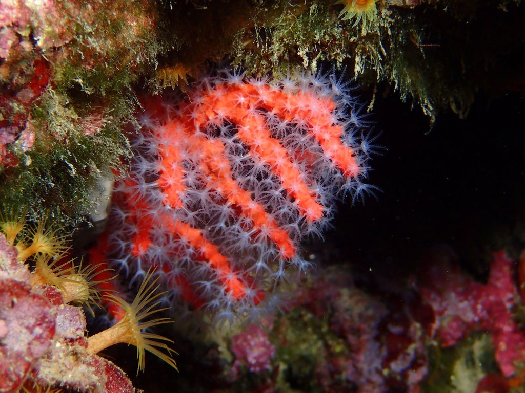 Corail rouge de Méditerranée