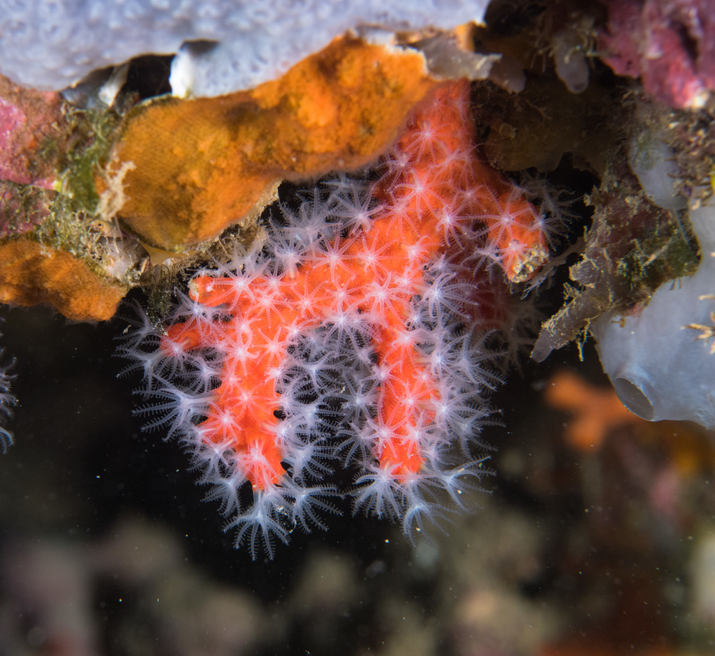 Mediterranean Red Coral