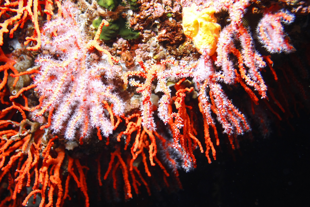Corail rouge de Méditerranée