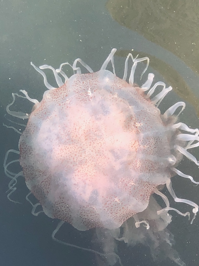 Atlantic Sea Nettle