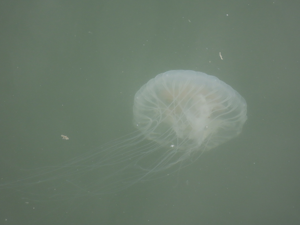 Atlantic Sea Nettle